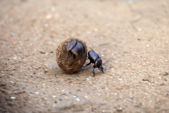 Dung beetle (Scarabaeus sacer), sacred dung beetle, adult, two, pairs, rolling, dung ball, elephant dung, for egg-laying, Kruger National Park, Limpopo Province, South Africa