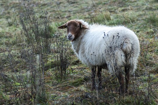 Artiodactyla, Coburg fox sheep, domestic sheep, even-toed ungulate, domestic sheep, Ovis Gmelini aries sspec.4, cloven-hoofed, domesticated animals, extensive grazing, pet, mammals, sheep, sheep, mammals, wild pastures