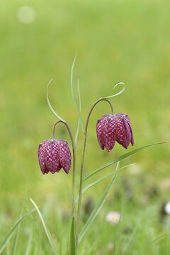 Snake's head fritillary (Fritillaria meleagris), two flowers in a meadow, inflorescence, early bloomer, spring, Wilnsdorf, North Rhine-Westphalia, Germany
