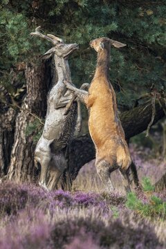 Red deer (Cervus elaphus), a young stag and an adult stag lock horns, Hoenderloo, Gelderland, Netherlands