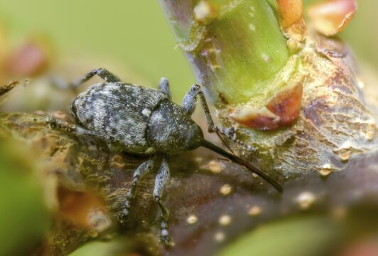 Curculio villosus, oak gall weevil, beetle, coleoptera, insects, beetles