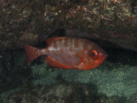 A red big-eyed perch, or glass-eyed perch (Heteropriacanthus cruentatus), rests in the shade of a rock, sheltered in an underwater cave, at the El Cabron Marine Protected Area dive site, Arinaga, Gran Canaria, Spain, Europe, Atlantic Ocean