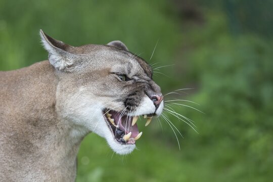 One male cougar, Puma concolor, sideview portrait with green vegetation in the background. Snarling