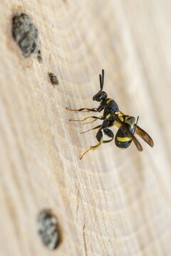 Chalcid wasp, arwasp, wrinkle sparrow, hymenoptera, leucospis dorsigera, high size, portrait format, insects, insect wood