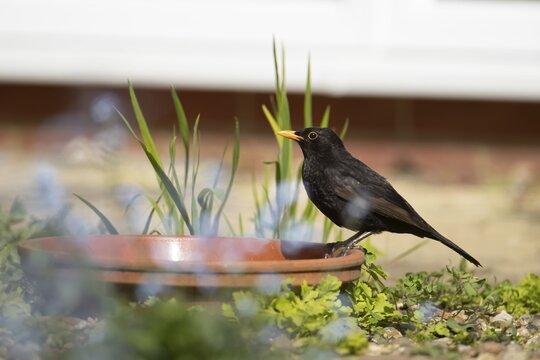 Eurasian blackbird (Turdus merula) adult garden bird drinking from a plant pot saucer, England, United Kingdom