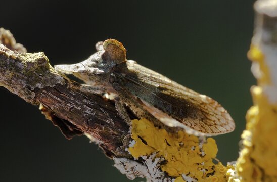 Auchenorrhyncha, cicadellidae, cicadomorpha, common ear cicada, hemiptera, horned leaf hopper, ledra aurita, ear cicada, ear chirp, round-headed cicada, beak kerf, dwarf cicadas, insects, cicadas