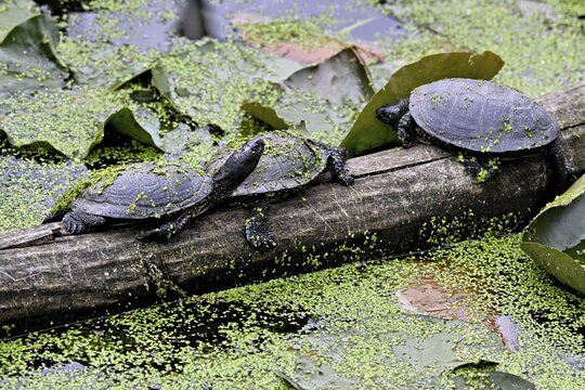 A group of European pond turtles (Emys orbicularis) sitting on a tree trunk in a pond, Switzerland