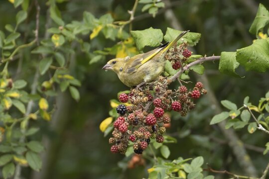 Greenfinch (Chloris chloris) adult bird on blackberries fruit in a hedgerow in summer, England, United Kingdom