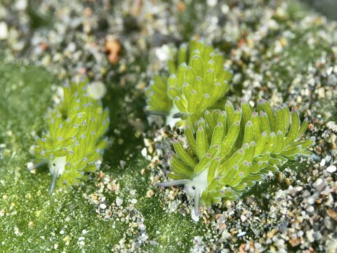Three green nudibranchs, the &lsquo;Shaun the Sheep' nudibranch (Costasiella kuroshimae), on a sandy substrate, surrounded by a grainy texture. The nudibranch is also known as &lsquo;Shaun the Sheep'. Marine nudibranch with kleptoplastids. The chloroplasts, which have been taken up from the green alga Avrainvillea lacerata and stored within its own body, are clearly visible. Body length approx. 3 mm. Dive site: Puri Jati, Umeanyar, Bali, Indonesia