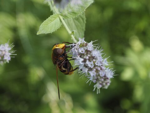 A hornet hoverfly (Volucella zonaria) perched on a flowering plant in the sunshine, H&uuml;ttchopf, T&ouml;sstal, Canton of Zurich, Switzerland