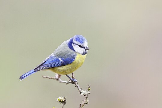 Blue tit (Parus caeruleus), sitting on a branch, Wilnsdorf, North Rhine-Westphalia, Germany