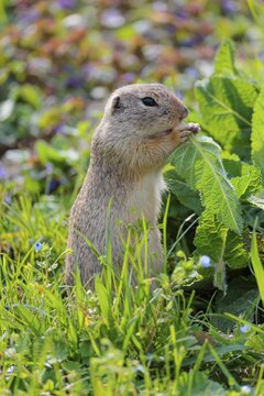 An adult ground squirrel (Spermophilus citellus) eats leaves and flowers on a sunny day in a green meadow with tall vegetation. Austria