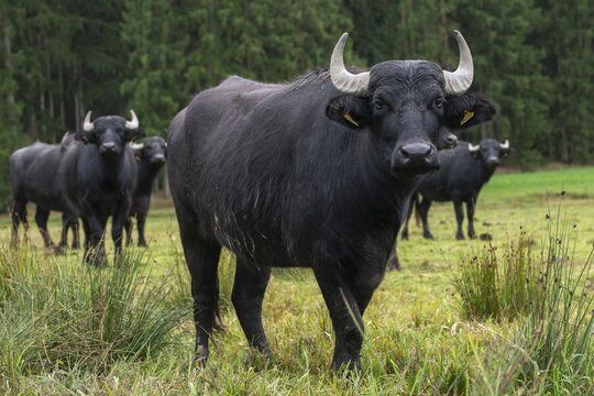 Artiodactyla, Bavaria, Bubalus Arnee, Even-t&ouml;d Ungulate, Upper Palatinate, Paarhufer, Tirschenreuth, Waldnaab, Waldnaabaue, water buffalo, wild willows Waldnaabaue, domesticated animals, extensive grazing, pet, mammals, mammals