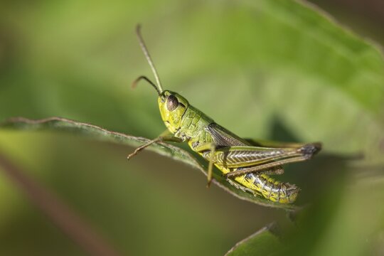 Acrididae, Caelifera, Chorthippus parallelus, field locusts, common grasshoppers, gomphocerinae, grasshoppers, short-feeler scare, pseudochorthippus parallelus, grasshoppers, grasshoppers, insects, male, meadow grasshopper, male