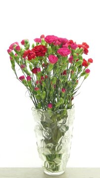 Time lapse of pink and red carnation (Dianthus caryophyllus) bouquet blooming from buds to full flowers in a glass vase on white background, vertical 4K.