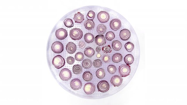 Time lapse of drying red onion (Allium cepa) slices isolated on a white background