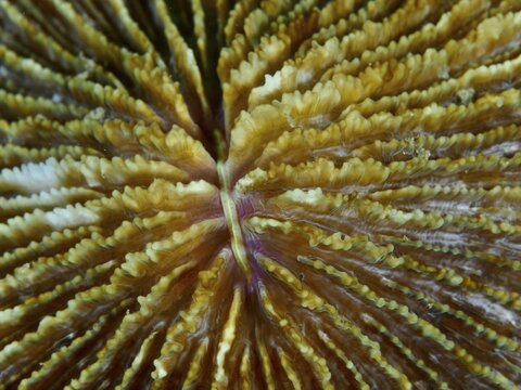 Close-up of a yellow mushroom coral (Fungia fungites) with detailed grooves and folds, dive site Gondol Bay, Gondol, Bali, Indonesia