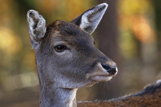 Fallow deer, Fallow deer cow (Dama dama) female, animal portrait, Schleswig-Holstein, Germany
