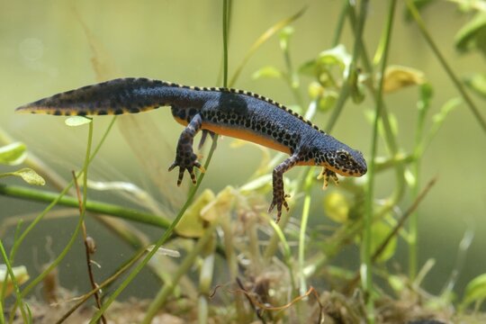 Alpine newt, mountain newt, ichthyosaura alpestris, mesotriton alpestris, triturus alpestris, amphibians, amphibians, amphibians, amphibians, amphibians, amphibians, amphibians, amphibians, amphibians, amphibians, amphibians, amphibians, amphibians, amphibians, amphibians, amphibians, amphibians, amphibians, amphibians, amphibians, amphibians, amphibians, amphibians, amphibians