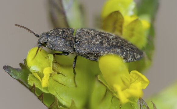 Agrypnus murinus, mouse-gray speedbeetle, mouse-gray speedbeetle, mousegrey click beetle, beetle, coleoptera, insects, beetles