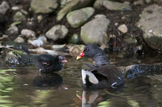 Gallinula chloropus, bog grouse, pond rail, birds, gruiformes, adolescent, juvenile, crane birds, rails, railings, rallidae, swamp chicken, birds, waterbirds, waterbirds, waterbirds, waterbirds, waterbirds, waterbirds, waterhen