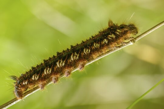 Euthrix potatoria, hen, grass hen, lasiocampidae, drinker, mealyworm, insects, moths, moths, caterpillar, butterflies