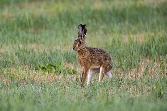 European hare (Lepus europaeus), Vulkaneifel, Rhineland-Palatinate, Germany