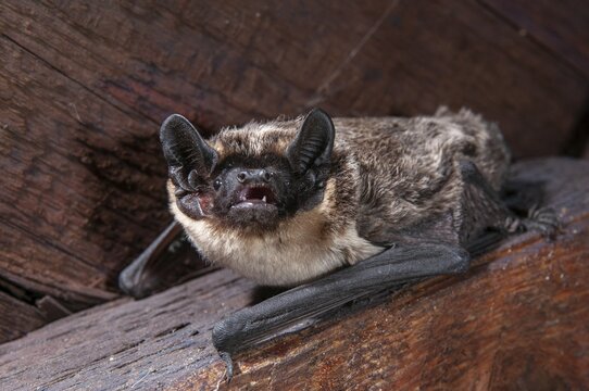 Leather-winged bat, parti-coloured bat, vespertilio murinus, bicolor bat, chiroptera, bats, mammals, mammals