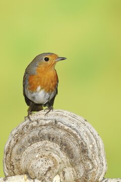 European robin (Erithacus rubecula) sitting on tinder fungus (Fomes fomentarius), North Rhine-Westphalia, Germany