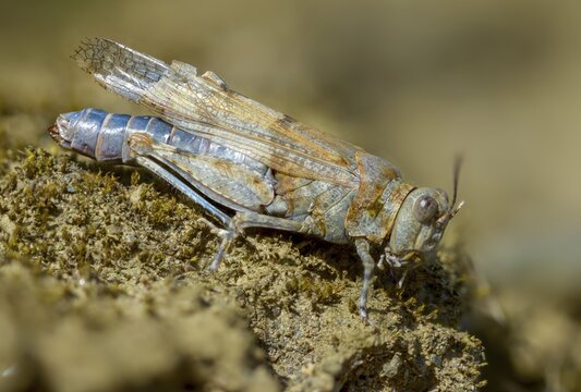 Blue-winged sandscare, caelifera, short-feeler, oedipodinae, slender blue-winged grasshopper, sphingonotus caerulans, flew off, old, grasshoppers, grasshoppers, insects, insects, without antennae, wasteland scare