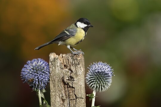 Great tit (Parus major) adult garden bird on a fence post with Globe thistle flowers in summer, England, United Kingdom