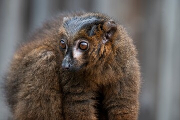 Fototapeta premium A Red-Bellied Lemur (Eulemur rubriventer).