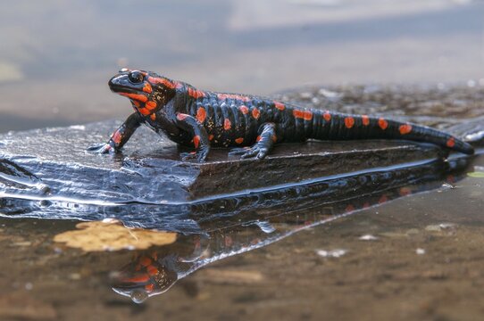 Fire salamander, salamandra salamandra, amphibians, amphibians, caudata, amphibians, amphibians, mirror, red, tail amphibians, mirror image