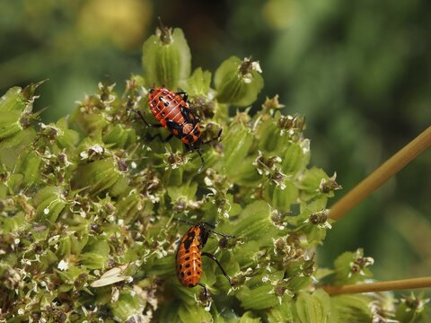 Two red bugs, the rock knight bug (Spilostethus saxatilis), on a green plant in their natural habitat, Goms, Canton of Valais, Switzerland