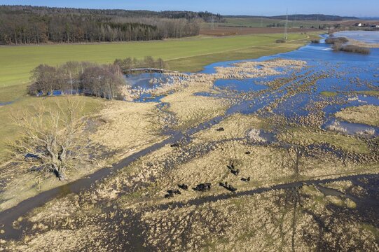 Bubalus Arnee, Frie&szlig;nitzer See-Struth, Germany, Greiz, Natura 2000, cloven-hoofed, Thuringia, water buffalo, water buffalo, aerial view, grazing, domesticated animals, extensive grazing, pet, landscape, aerial view, mammals, nature reserve, mammals, nature reserve, mammals
