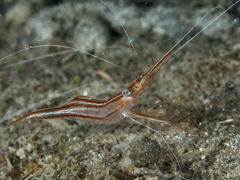 A reddish-brown shrimp with long antennae, unicorn shrimp (Plesionika narval), on a sandy seabed in the Mediterranean near Hy&egrave;res. Dive site Les Grottes, Giens peninsula, Provence Alpes C&ocirc;te d'Azur, France
