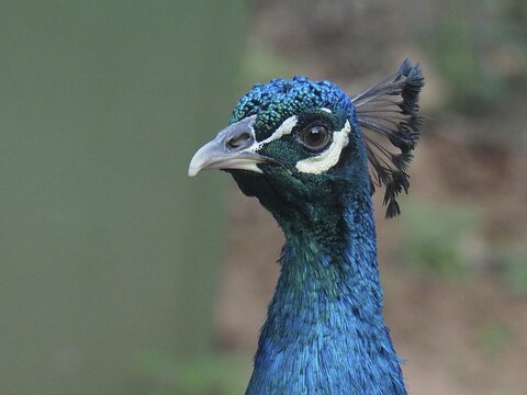 Close-up of the head of an Indian peafowl (Pavo cristatus) with detailed feathers, South Africa