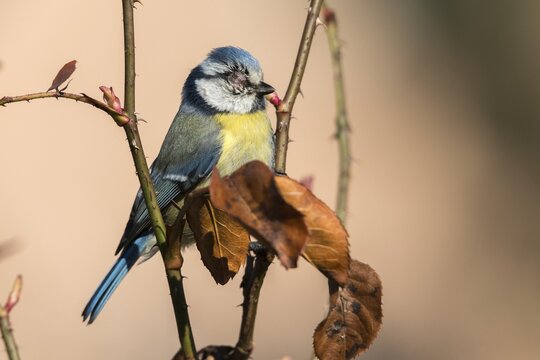 Blue tit, parus caeruleus, birds, sick, tit, passeri, songbirds, songbirds, tits, injured, injury, birds