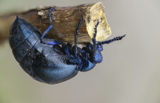 Blue mayworm, mayworm, meloe cf violaceus, meloe violaceus, meloid beetle, purple oil beetle, beetle, coleoptera, insects, beetles, oil beetle, oil beetle