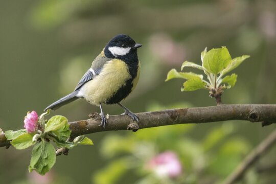Great tit, great tit, fruit tree blossom, parus major, birds, spring, garden birds, tits, passeri, songbirds, song birds, spring, tits, birds