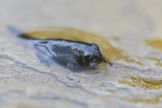 Bufo calamita, epidalea calamita, toad, natterjack toad, amphibians, amphibians, juvenile, shore departure, amphibians, metamorphosis