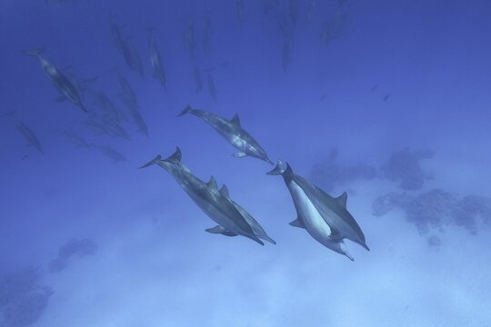 A group of spinner dolphins (Stenella longirostris) swimming together elegantly through the vastness of the ocean, dive site Sataya Reef, Dolphin House, Red Sea, Egypt