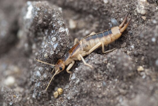 Brandenburg, Germany, Giant Earwig, Labidura Riparia, Nabu, national natural heritage, natural paradise Gr&uuml;nhaus, sandearworm, post-mining landscape, green house, insects, earwigs