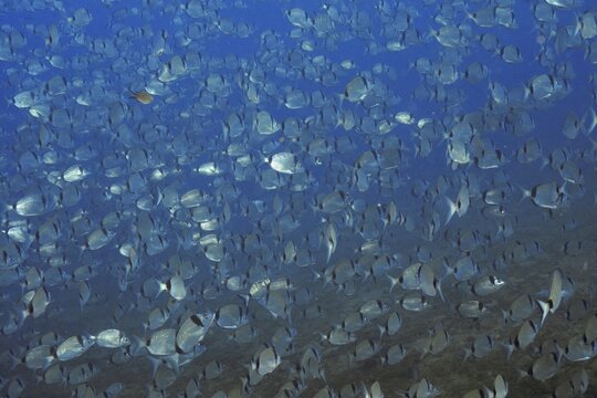 Large swarm of silver two-banded bream (Diplodus vulgaris) in deep blue water in the Mediterranean near Hy&egrave;res, Giens peninsula diving site, Porquerolles, Provence, C&ocirc;te d'Azur, France