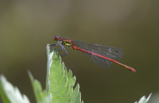 Early Adonis dragonfly, large red damselfly, Pyrrhosoma nymphula, damselflies, dragonflies, insects, dragonflies, odonata, zygoptera