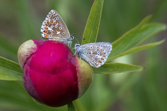 Adonis blue, sky blue blue, Lysandra bellargus, polyommatus bellargus, blue, butterfly, insects, butterfly, butterflies, butterflies