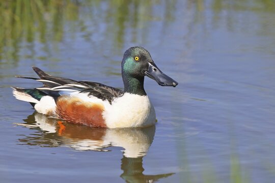 Shoveler (Spatula clypeata) swimming on a moorland lake, spring, wildlife, bird, dabbling duck, H&uuml;de, Ochsenmoor, Lake D&uuml;mmer, H&uuml;de, Lower Saxony, Germany
