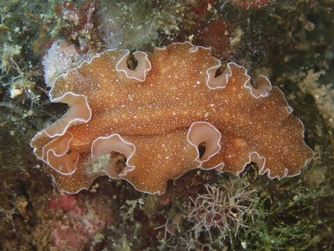A golden flatworm (Yungia aurantiaca) with wavy edges on a reef, dive site at the Cap de Creus Marine Reserve, Rosas, Costa Brava, Spain, Mediterranean Sea