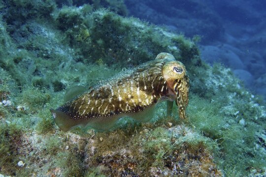 Common cuttlefish (Sepia officinalis) swimming over an algae-covered seabed, dive site Cueva del Tiburon, Las Galletas, Tenerife, Canary Islands, Spain
