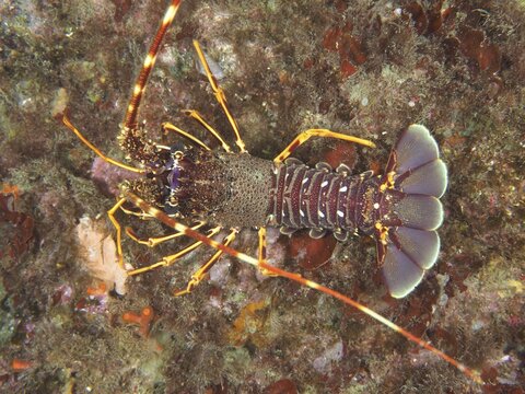 A European spiny crayfish (Palinurus elephas) on the seabed, dive site Giens Peninsula, Mediterranean Sea, Porquerolles, Provence, C&ocirc;te d'Azur, France